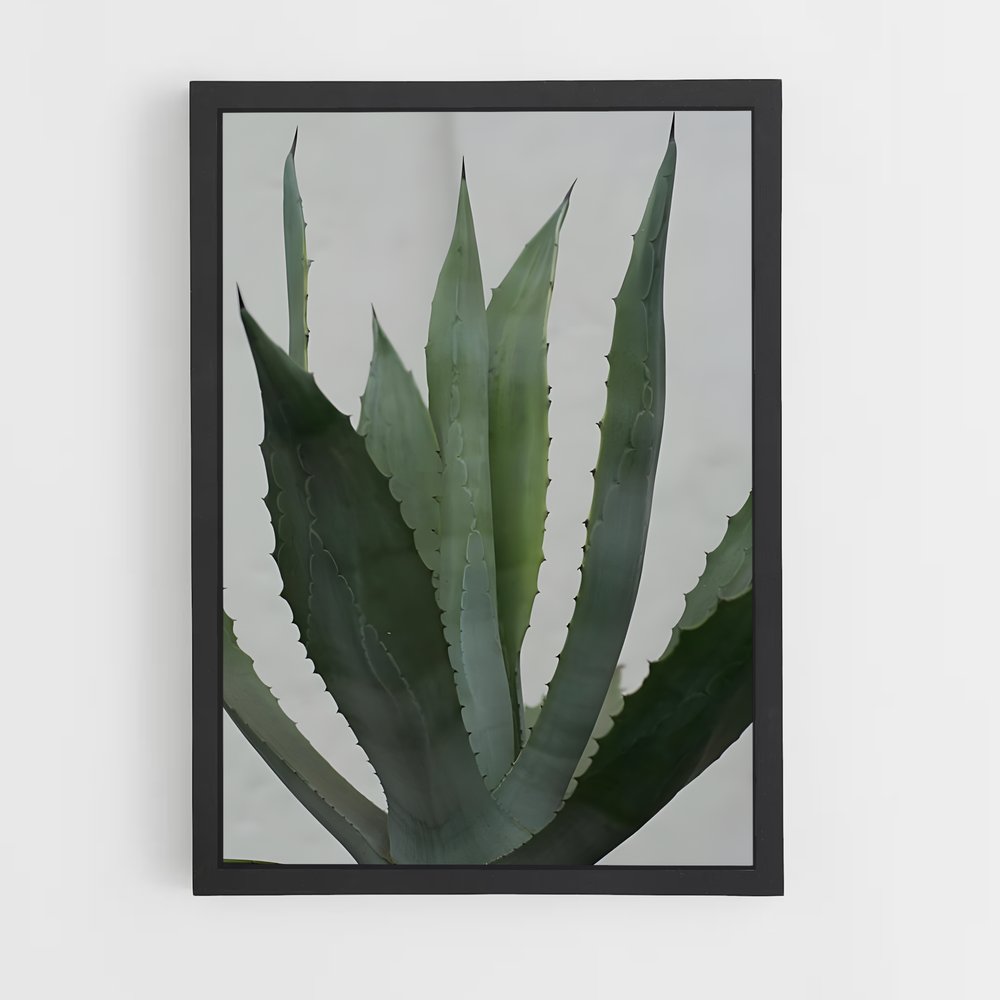 ap-agave-3 cadre Noir