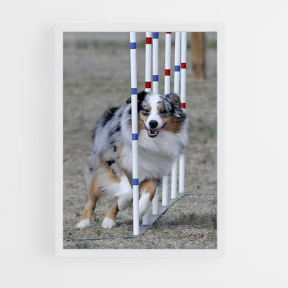 ap-agility world championships-1 cadre Blanc