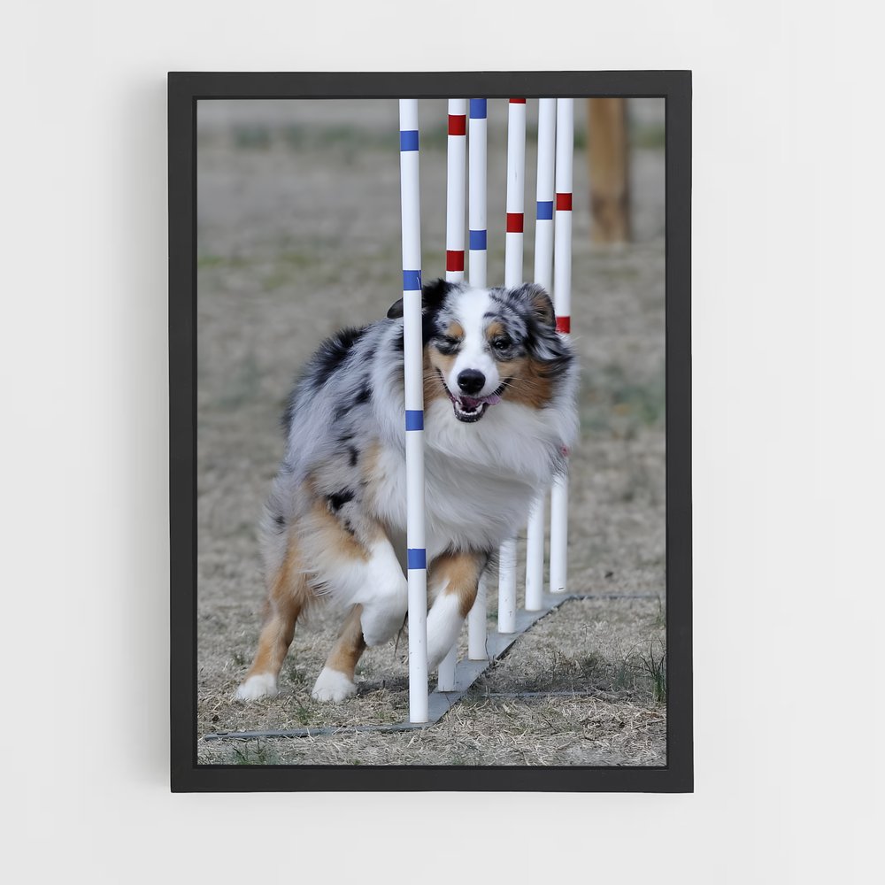 ap-agility world championships-1 cadre Noir