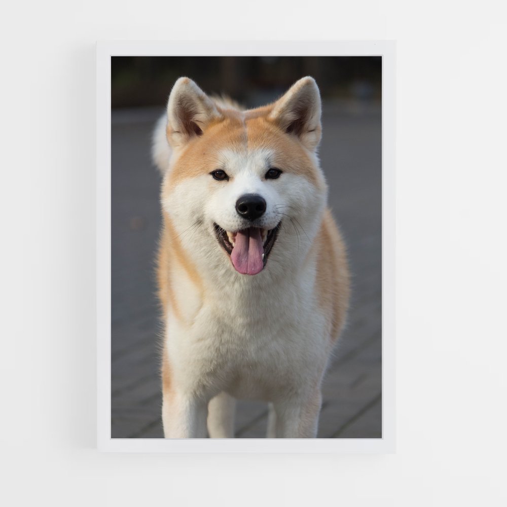 ap-akita-3 cadre Blanc