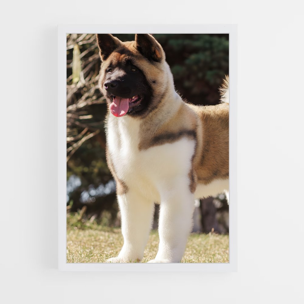 ap-akita-5 cadre Blanc