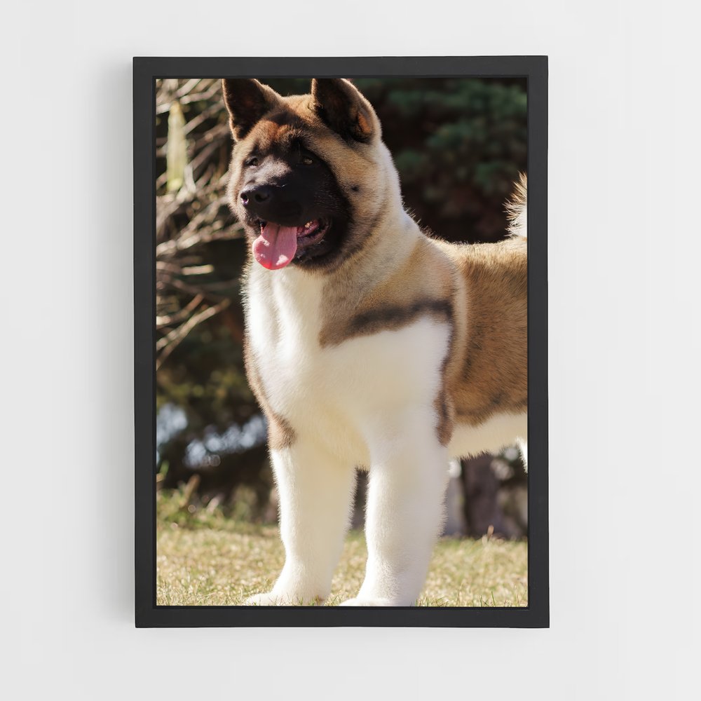 ap-akita-5 cadre Noir