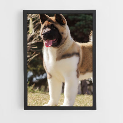 ap-akita-5 cadre Noir
