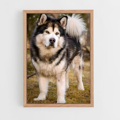 ap-alaskan malamute-1 cadre Bois clair
