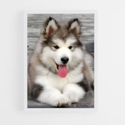 ap-alaskan malamute-2 cadre Blanc