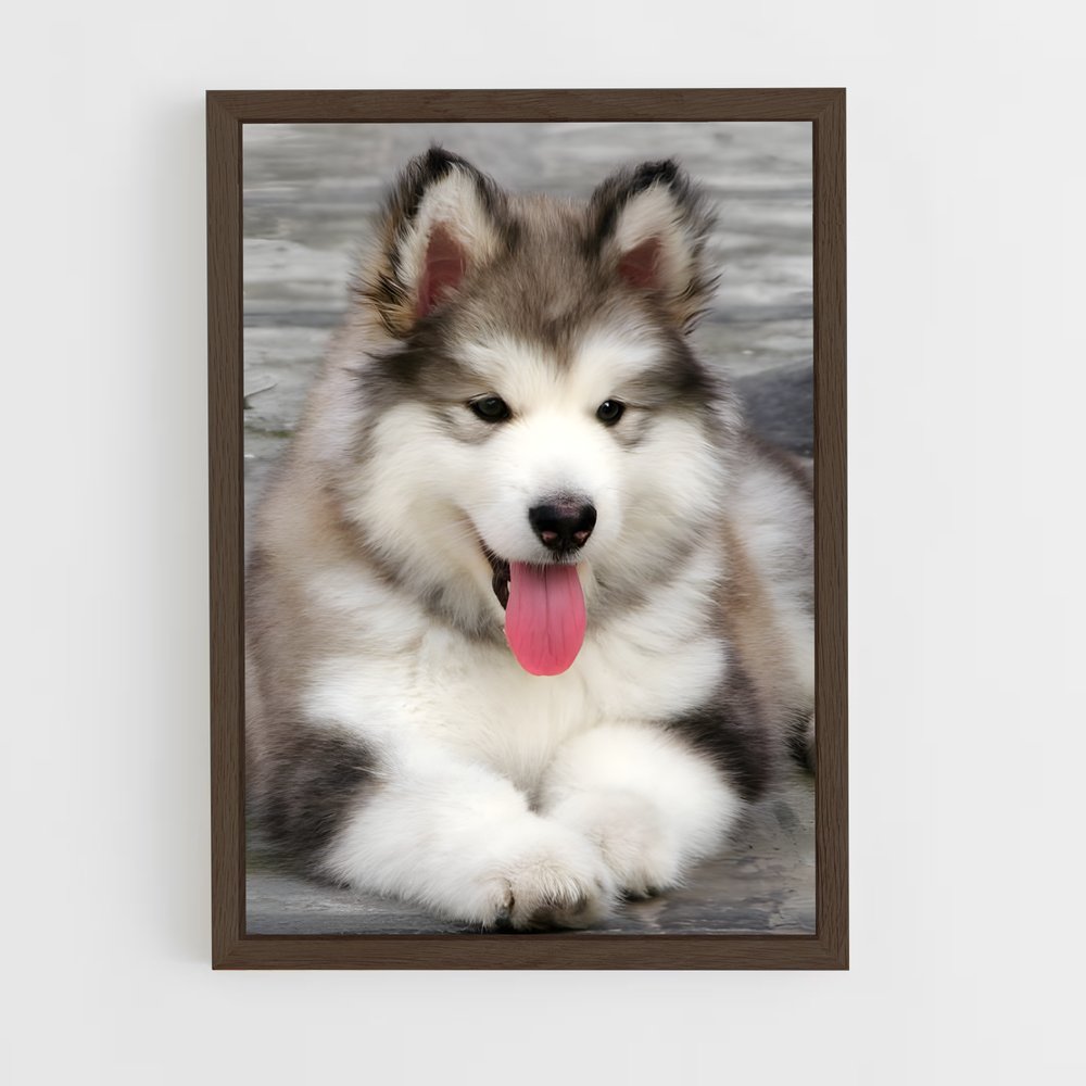 ap-alaskan malamute-2 cadre Bois foncé