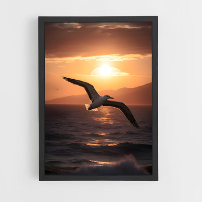 ap-albatross-2 cadre Noir