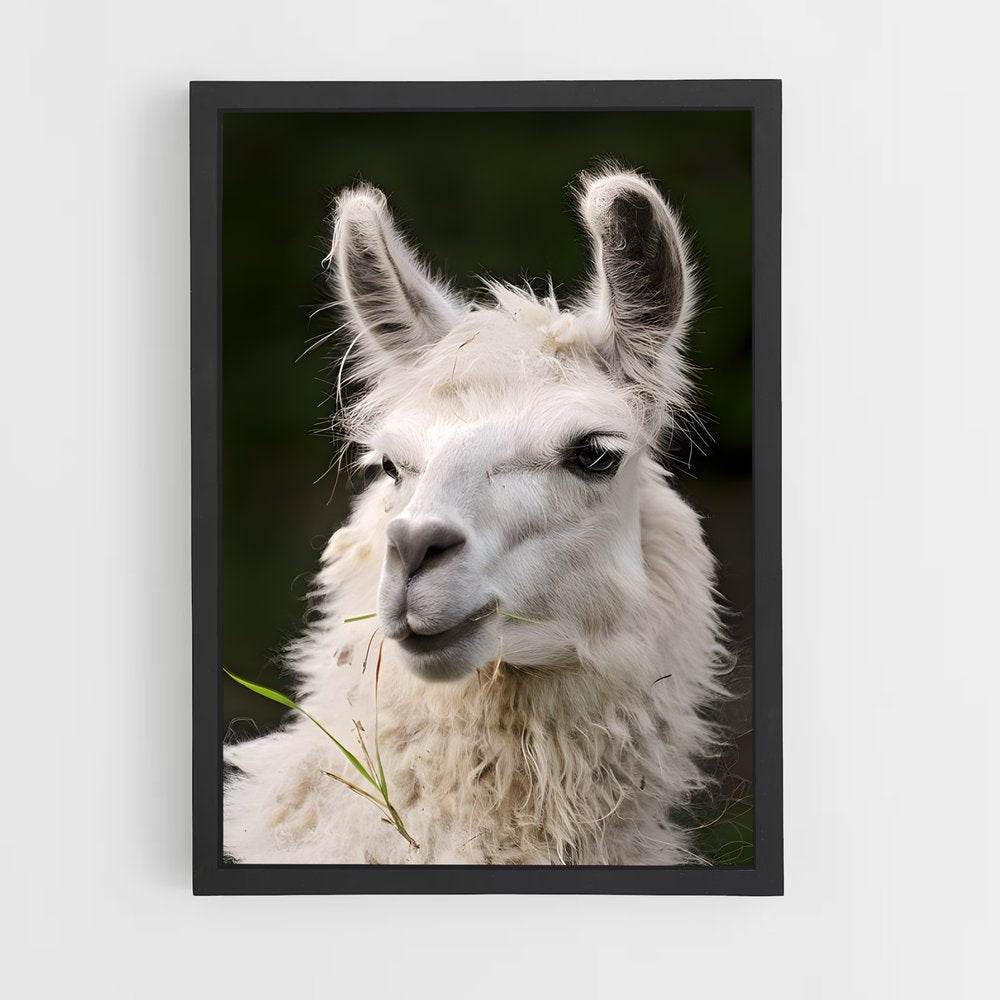 ap-alpaca-5 cadre Noir