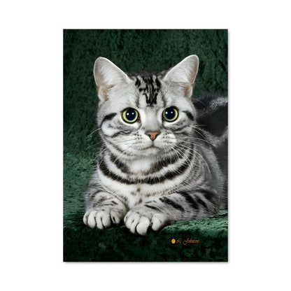 Poster American shorthair 84665