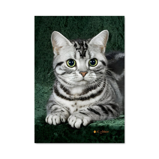 Poster American shorthair 84665