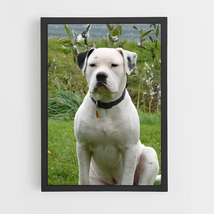 ap-american bulldog-1 cadre Noir