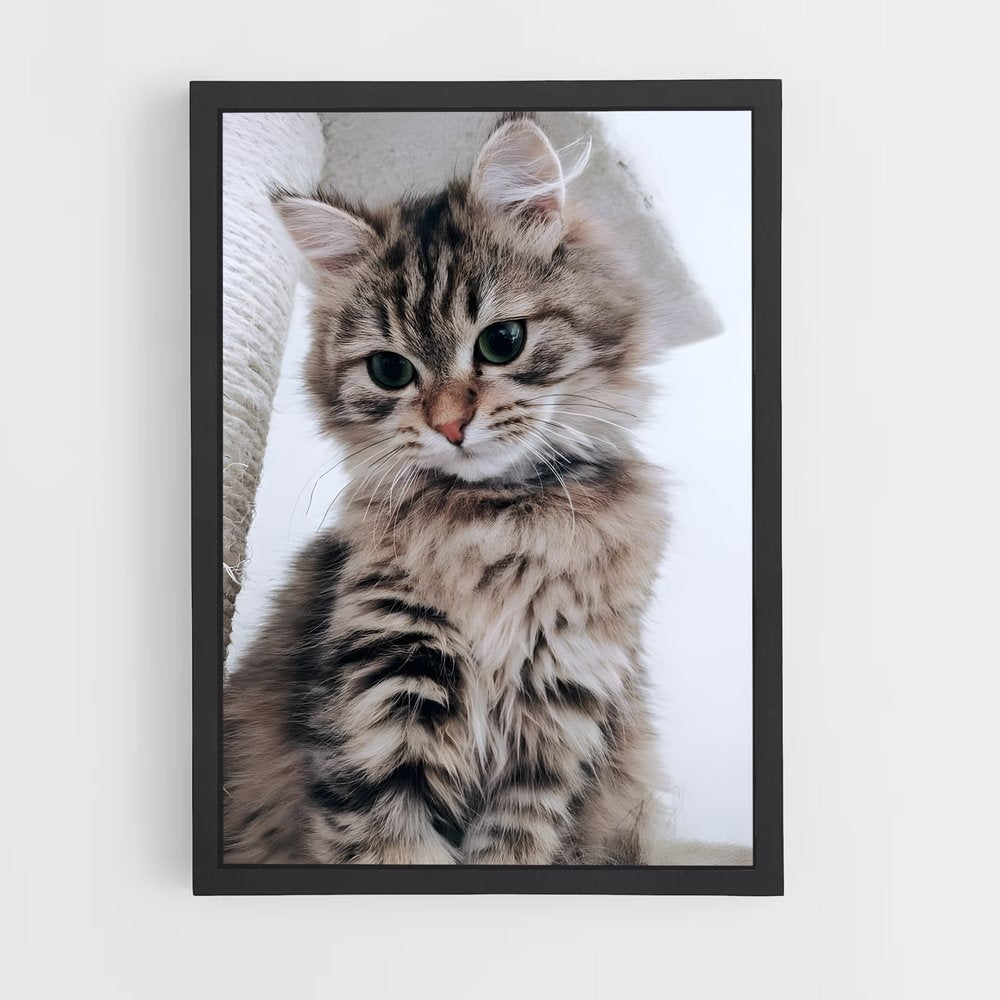 ap-american shorthair-2 cadre Noir