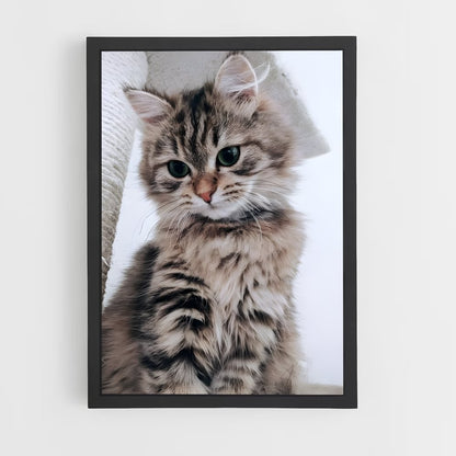 ap-american shorthair-2 cadre Noir