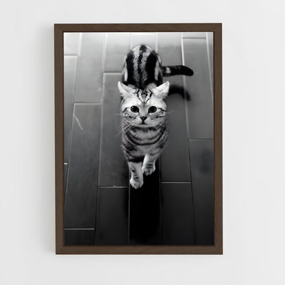 ap-american shorthair-3 cadre Bois foncé