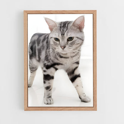 ap-american shorthair-4 cadre Bois clair