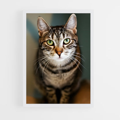 ap-american shorthair-5 cadre Blanc