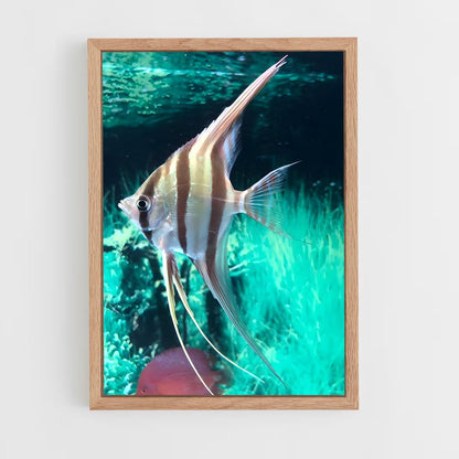 ap-angelfish-2 cadre Bois clair