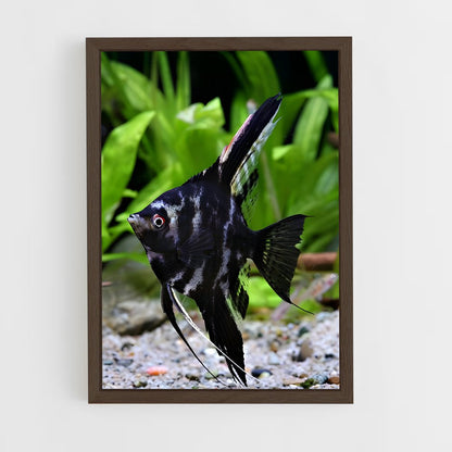 ap-angelfish-3 cadre Bois foncé