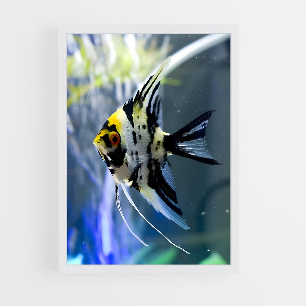 ap-angelfish-4 cadre Blanc