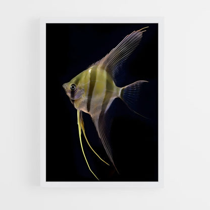 ap-angelfish-5 cadre Blanc