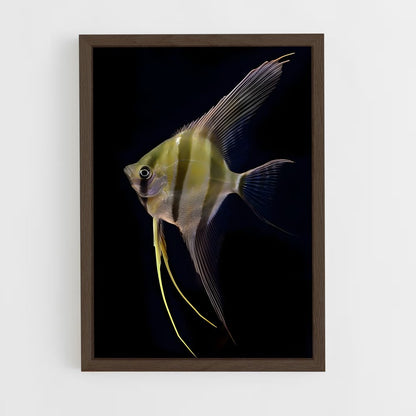 ap-angelfish-5 cadre Bois foncé