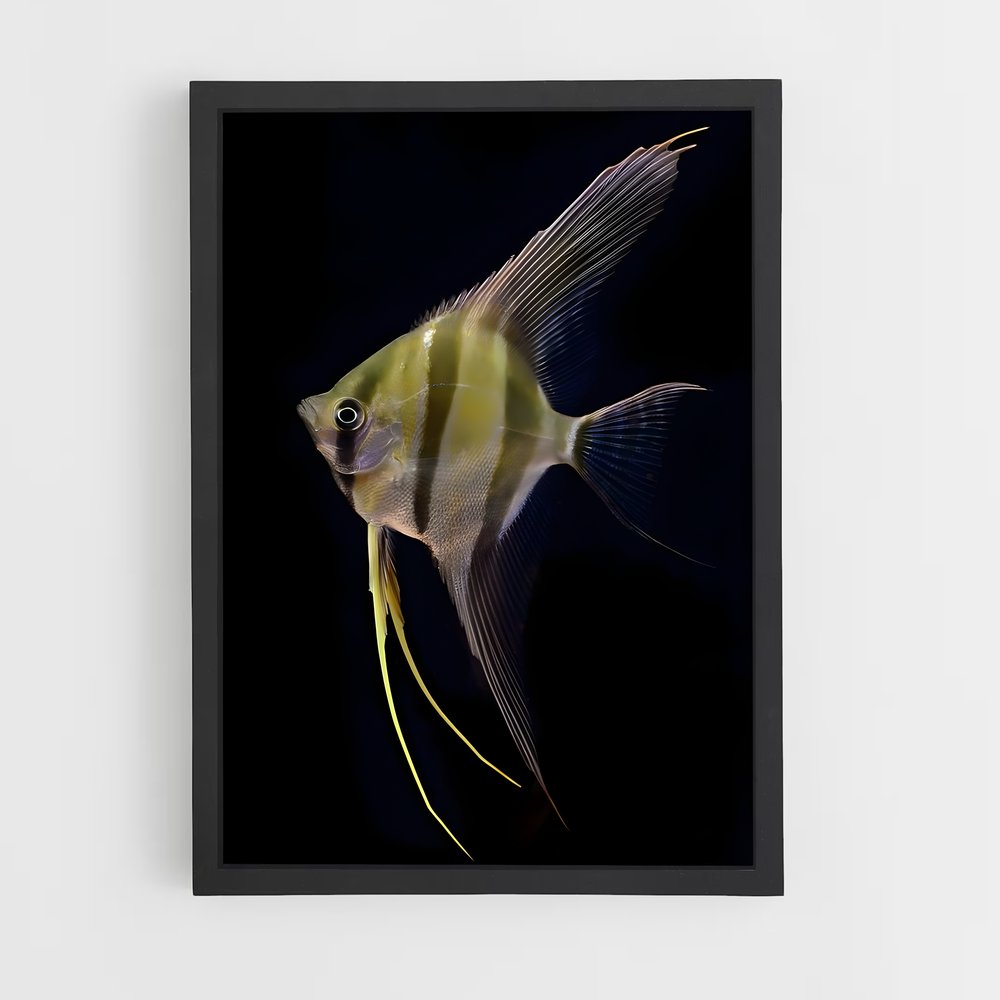 ap-angelfish-5 cadre Noir