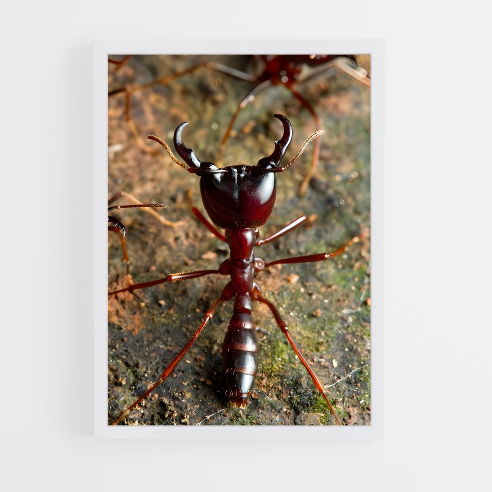 ap-ant-10 cadre Blanc