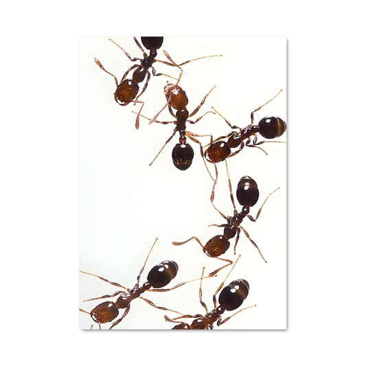 Poster Fourmis Gourmandes