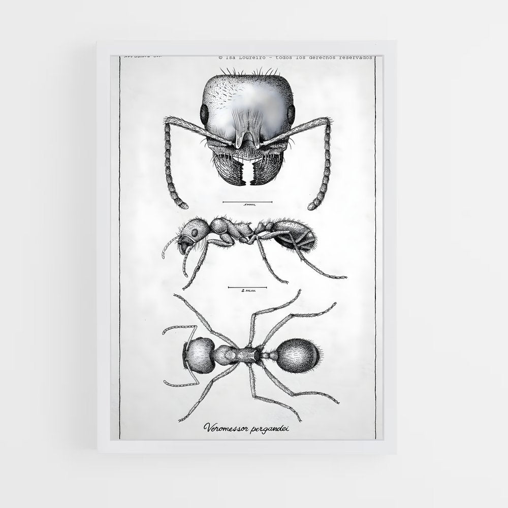 ap-ant-12 cadre Blanc