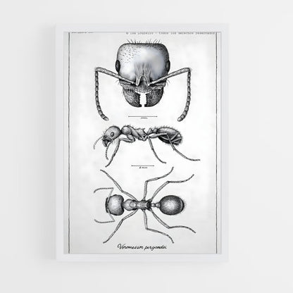 ap-ant-12 cadre Blanc
