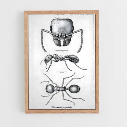 ap-ant-12 cadre Bois clair