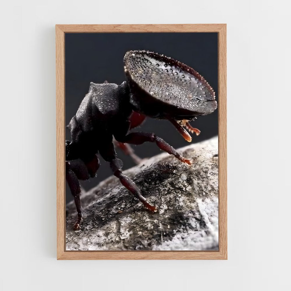 ap-ant-13 cadre Bois clair