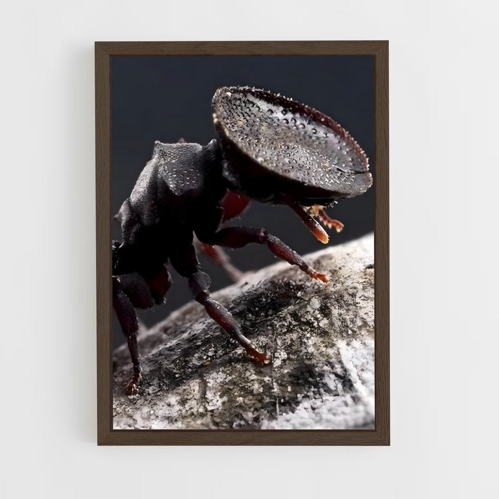 ap-ant-13 cadre Bois foncé