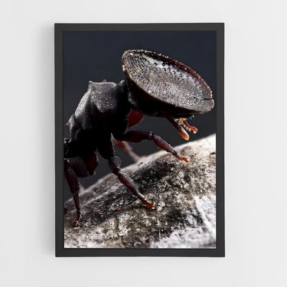 ap-ant-13 cadre Noir