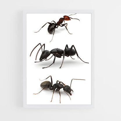 ap-ant-3 cadre Blanc