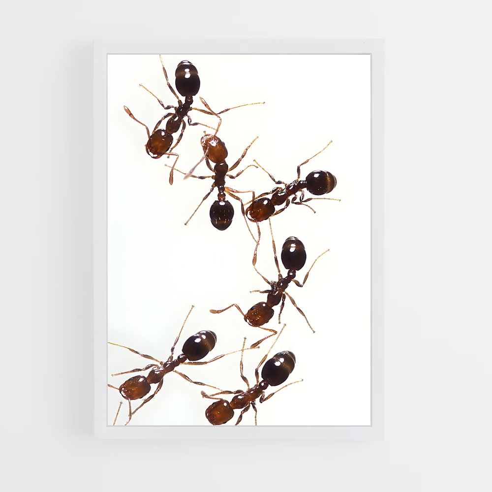 ap-ant-5 cadre Blanc