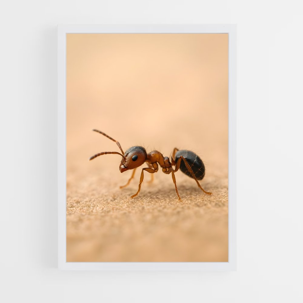 ap-ant-6 cadre Blanc