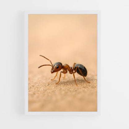 ap-ant-6 cadre Blanc
