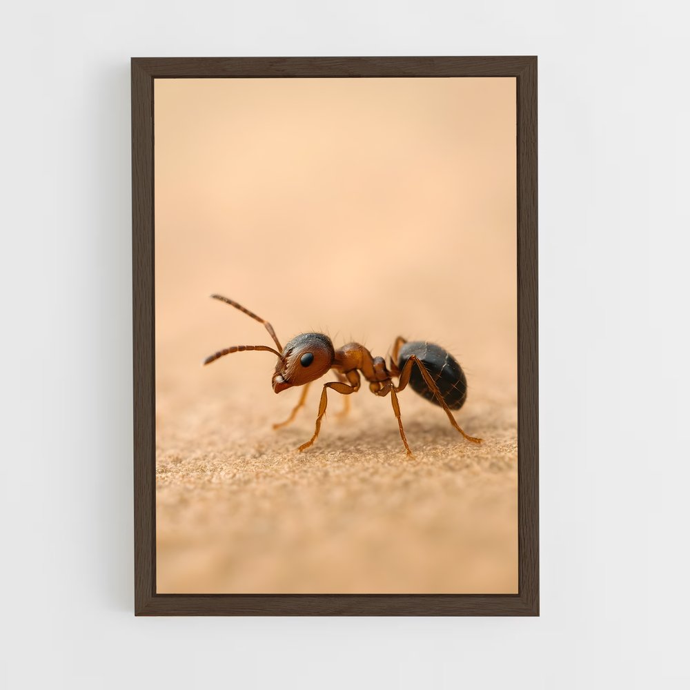 ap-ant-6 cadre Bois foncé