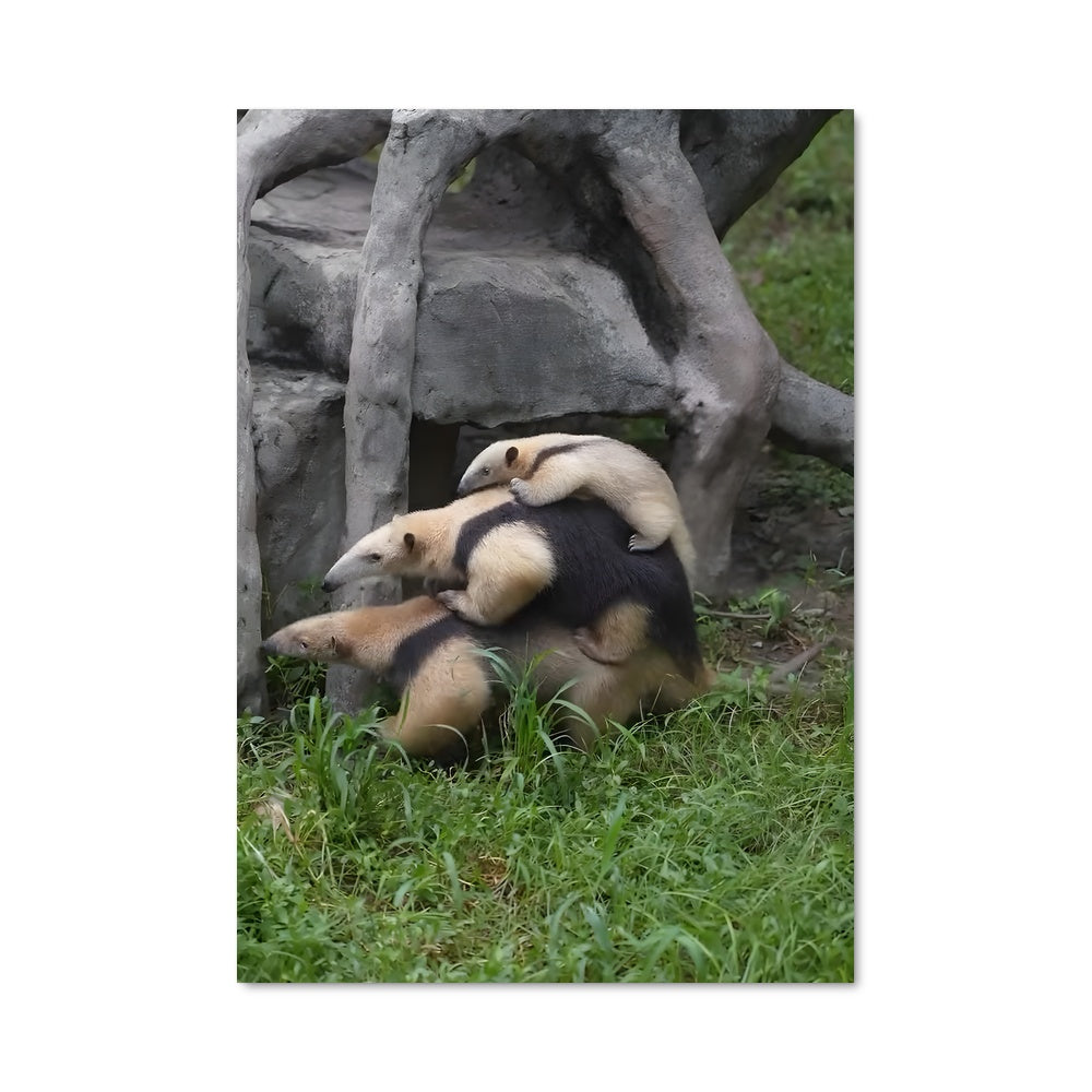 Poster Panda Playground