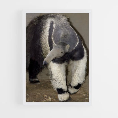 ap-anteater-7 cadre Blanc