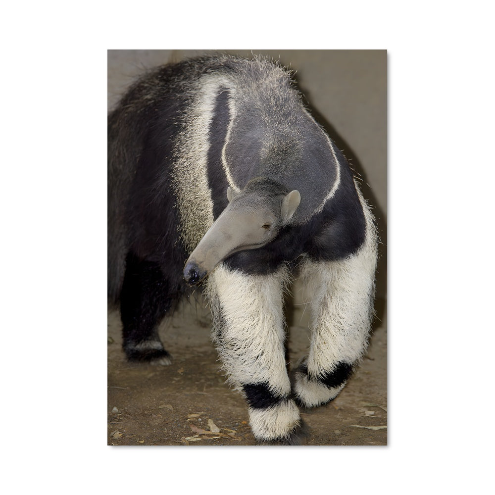 Poster Petit Fourmilier