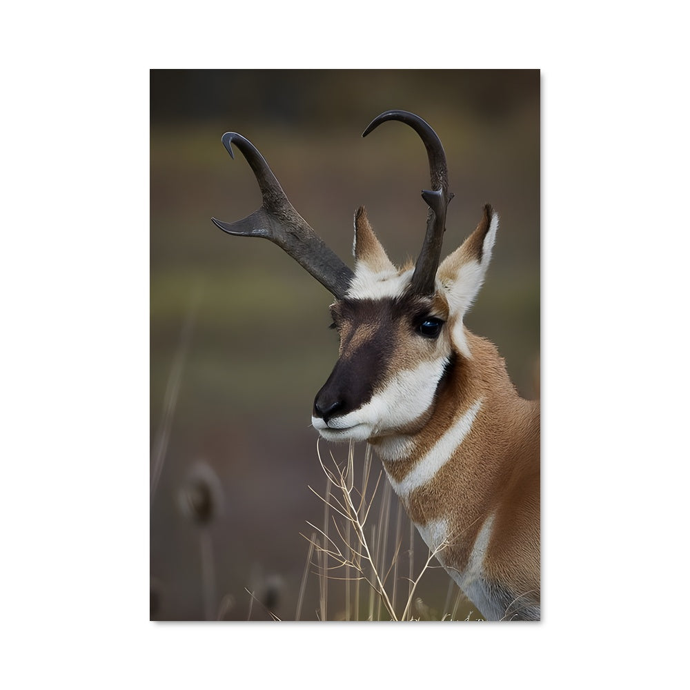 Poster Antilope Enchantée