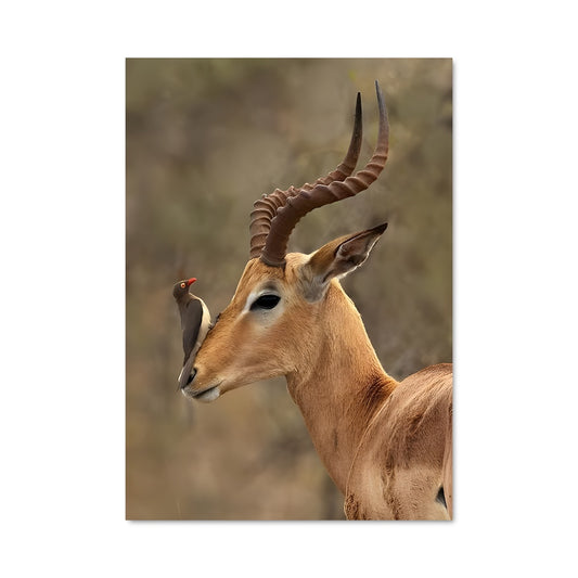 Poster Gazelle Élégante