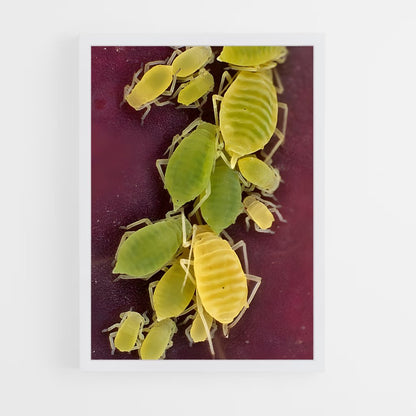 ap-aphid-1 cadre Blanc