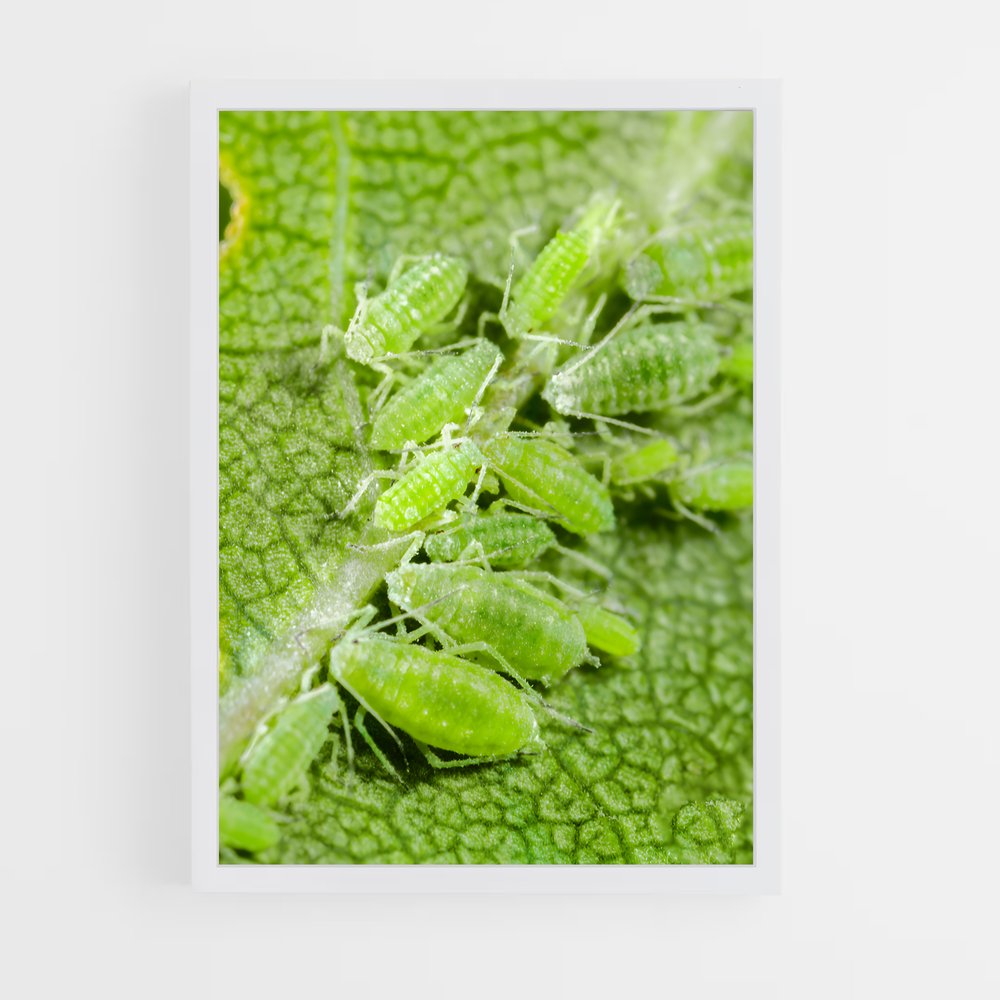 ap-aphid-2 cadre Blanc