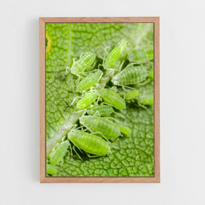ap-aphid-2 cadre Bois clair