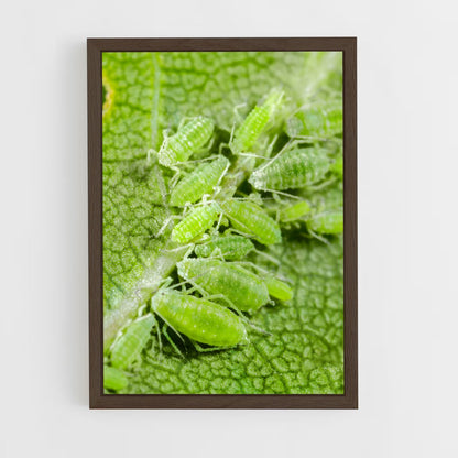 ap-aphid-2 cadre Bois foncé