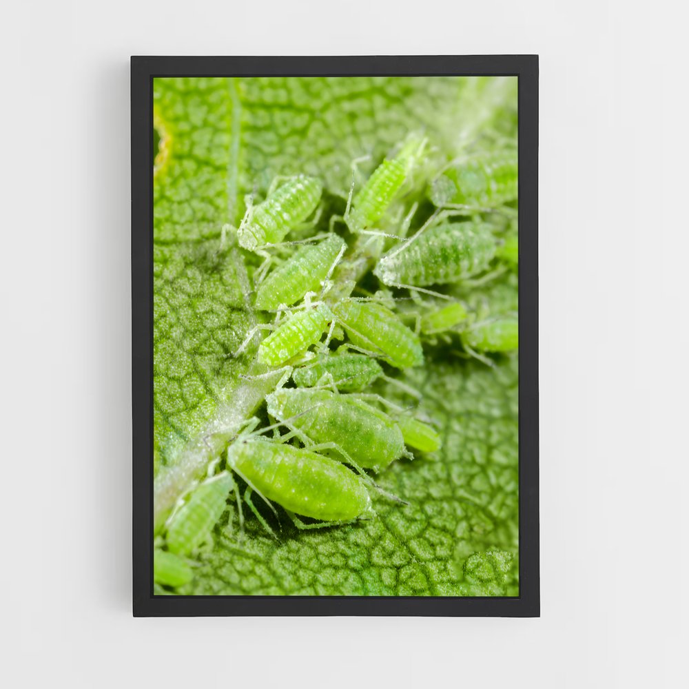ap-aphid-2 cadre Noir