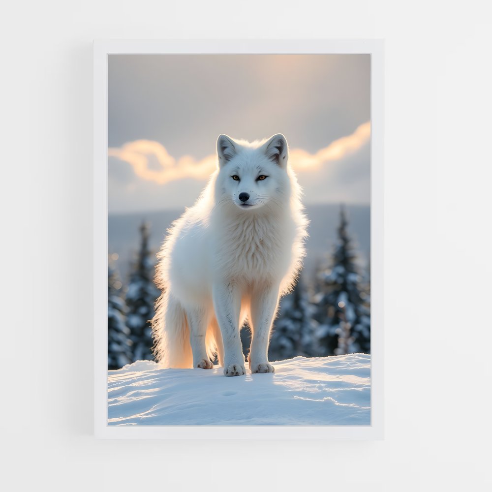 ap-arctic fox-2 cadre Blanc